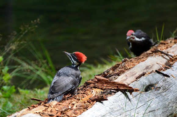 Pileated Woodpeckers - adult and young