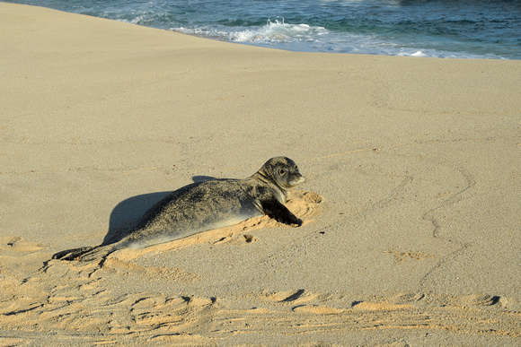 A Hawaiian monk seal encounter
