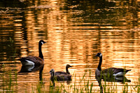 Sunset Geese At Kanaka Creek