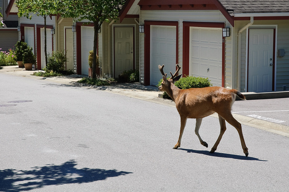 Deer Visitor