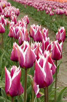 2007.04.07 Skagit Valley Tulip Festival / Тюльпаны долины Скагит, США