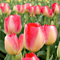 2007.04.07 Skagit Valley Tulip Festival / Тюльпаны долины Скагит, США