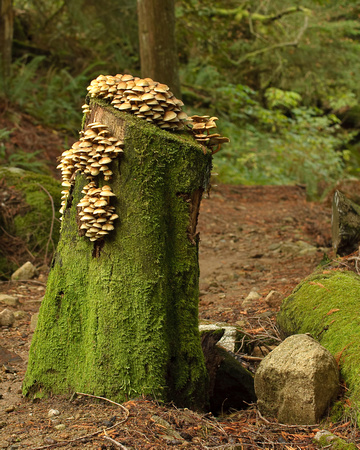 Fungi Of Pacific Rainforest