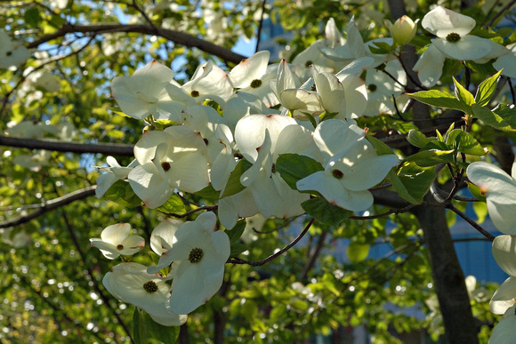Dogwood: The Official Flower of British Columbia