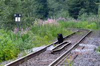 Bear the Trackwalker