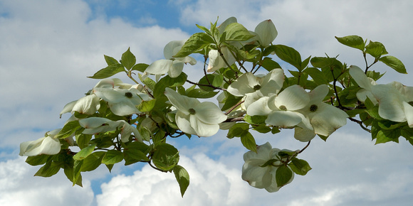 Dogwood: The Official Flower of British Columbia