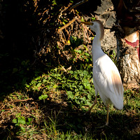 Cattle Egret at the Coastal Nature Trail, Wailea