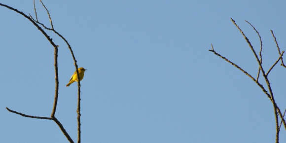 Yellow Warbler (?)