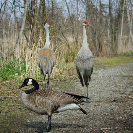 Bird Sanctuary in Delta, BC