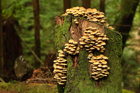 Fungi Of Pacific Rainforest