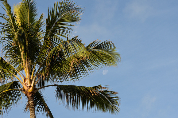 The moon and a palm tree