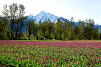 Tulip Farm near Agassiz, BC