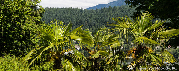Palm Trees of Port Moody
