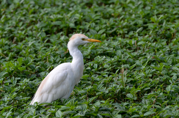 Our resident Cattle Egret - 1