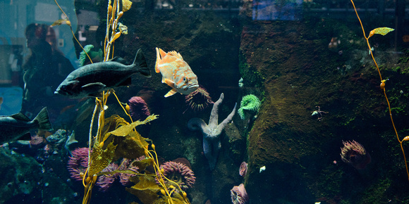 YVR Aquarium