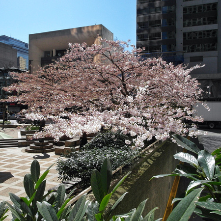 Cherry Tree by the Office