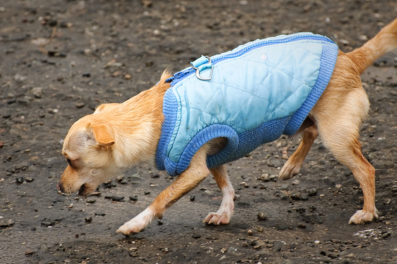 Dog in a Blue Vest