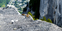 Ever-present chipmunks at the First Peak of Stawamus Chief awaiting for their daily crop of generous tourists