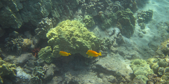 More underwater pics