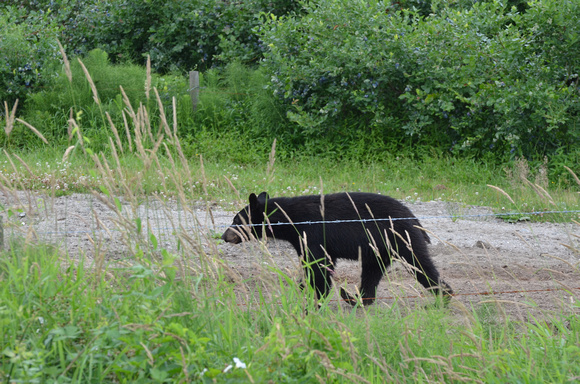 A bear walking by the blueberry fields in Coquitlam.