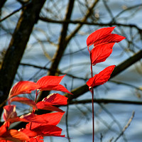 2007.11.12 Kanaka Creek Park Walk