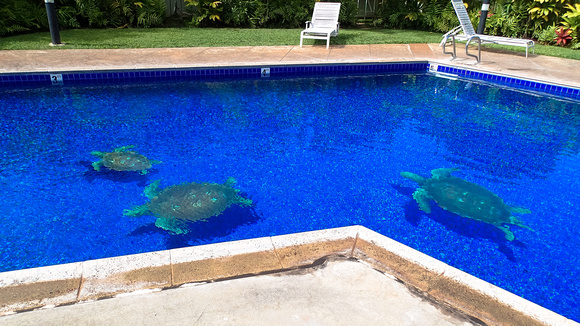 Lazy afternoon - swim in the pool with turtles :)