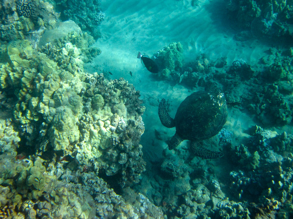 More underwater pics