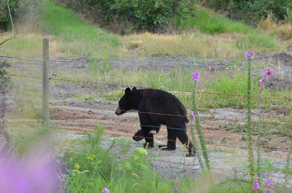 A bear walking by the blueberry fields in Coquitlam.