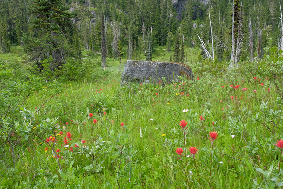 Indian Paintbrush is in full bloom here