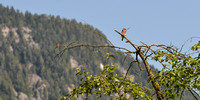 Sharing a tree: Rufous Hummingbird and Cedar Waxwing