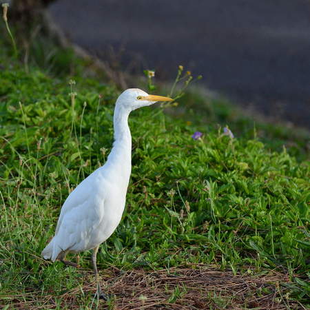 Our resident Cattle Egret - 3