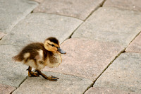 Why The Duckling Crossing The Road?