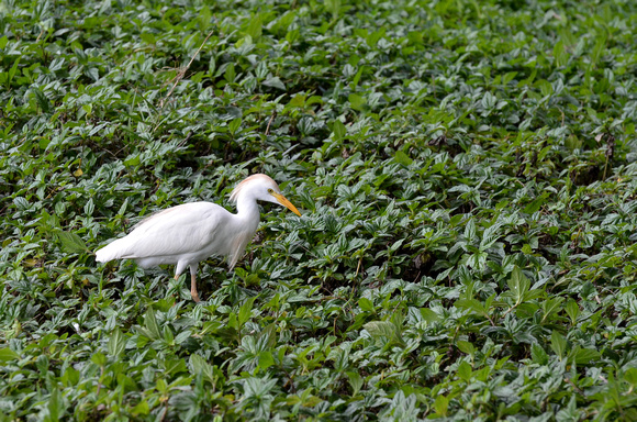 Our resident Cattle Egret - 1