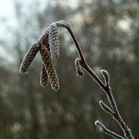 2007.01 Winter in Maple Ridge / Наша деревня зимой