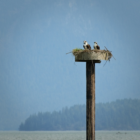 Osprey Nest - Pitt Lake