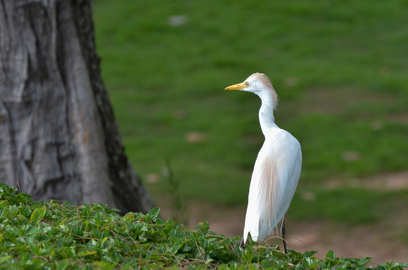 Our resident Cattle Egret - 2