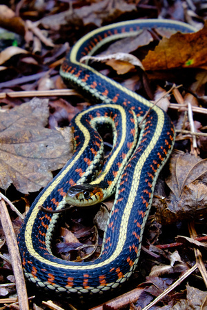 A Garter Snake