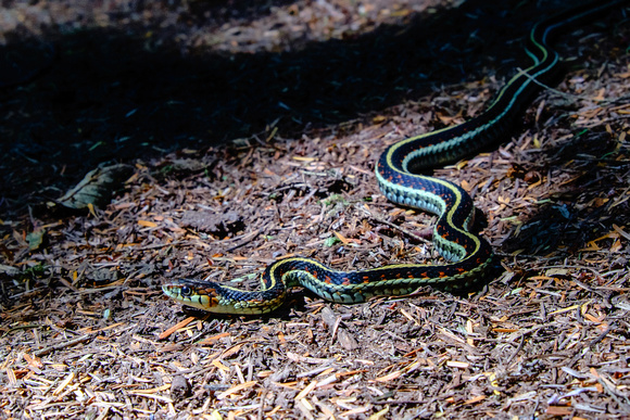 A Garter Snake on a trail in Port Moody
