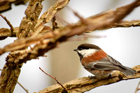 2007.01.27 Bird Sanctuary / Птички