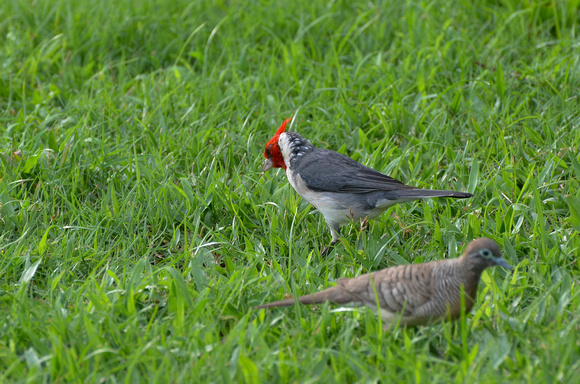 Red-crested Cardinal and Zebra Dove