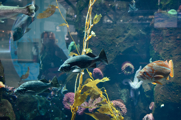 YVR Aquarium