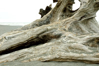 Driftwood on a Beach Near Stone Lagoon