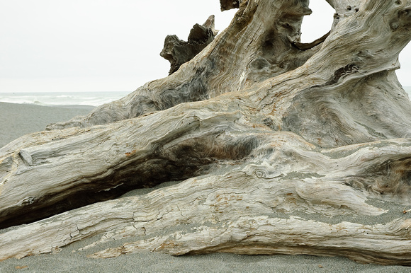 Driftwood on a Beach Near Stone Lagoon