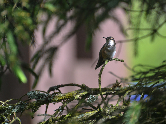 Ruphous Hummingbird frequenting our backyard