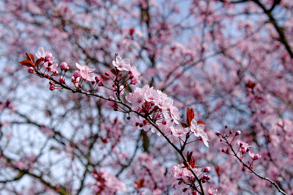 Plum blossom, beginning of March