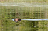 A beaver at Widgeon Creek