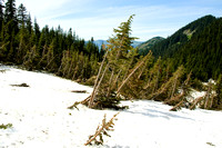 Trees damaged by an avalance