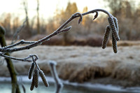 2007.01 Winter in Maple Ridge / Наша деревня зимой