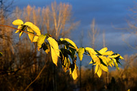 Fall Colours / Цвета осени