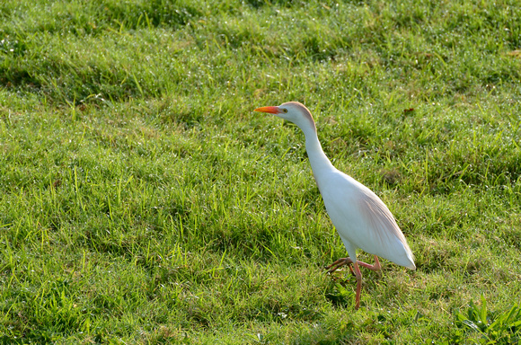Our resident Cattle Egret - 3